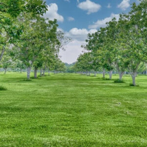 Garden Lawn
