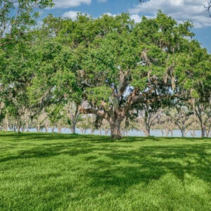 The Old Oak Tree