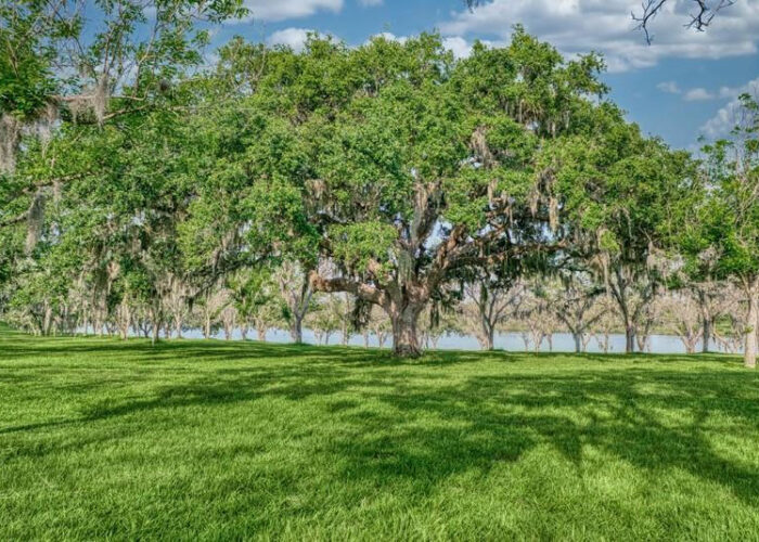 The Old Oak Tree