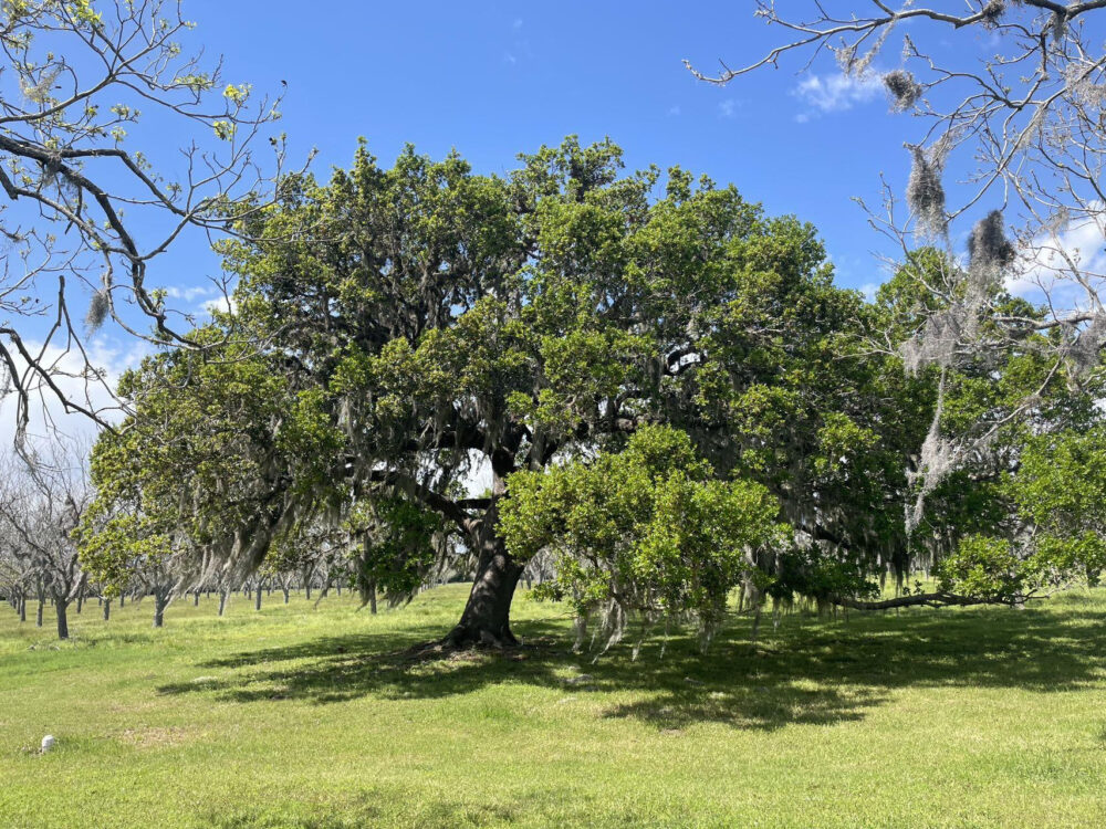The Old Oak Tree